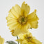 Cosmos Spray 85cm Yellow - Pack of 36