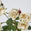Rose Spray x 10 Heads Cream - Pack of 24
