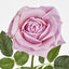 Walter Real Touch Rose Stem Lavender
61cm - Pack of 24