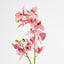 Phalaenopsis Orchid Spray Pink 