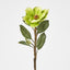 Magnolia Stem Green 