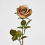 Long Stem Rose Cappuccino - Pack of 24