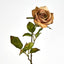 Long Stem Rose Cappuccino - Pack of 24