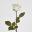 Long Stem Rose Cream - Pack of 24