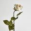 Long Stem Rose Cream - Pack of 24