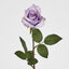 Long Stem Rose Purple - Pack of 24