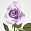 Long Stem Rose Purple - Pack of 24