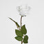 Long Stem Rose Pure White - Pack of 24