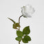 Long Stem Rose Pure White - Pack of 24