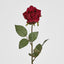 Long Stem Rose Red - Pack of 24