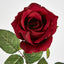 Long Stem Rose Red - Pack of 24