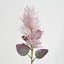 Smoke Bush Pink - Pack of 6