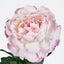 Peony Stem 66cm Pink - Pack of 12