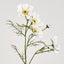 Cosmos Spray 64cm White - Pack of 24