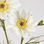 Cosmos Spray 64cm White - Pack of 24