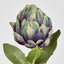 Artichoke Stem 58cm Purple - Pack of 24