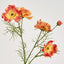 Cosmos Spray 64cm Orange - Pack of 24