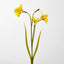 Daffodil Spray 50cm Yellow - Pack of 36