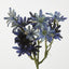 Sea Aster Blue - Pack of 24