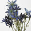 Sea Aster Blue - Pack of 24