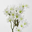 Sea Aster White - Pack of 24