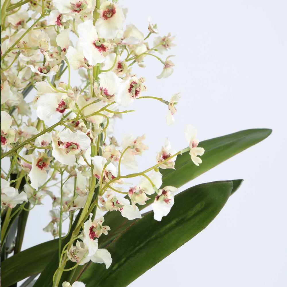 Laxai Dancing Orchid Arrangement