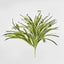 Green White Spider Plant with 79 Leaves Real Touch.