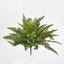 Leather Fern Bush W/34 Leaves