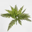 Leather Fern Bush W/26 Leaves