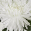 Mum Bush 46cm White
