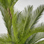 Cycus Palm 1.5M with 2058 Leaves