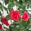 Hanging Rose Bush Fuchsia - Pack of 12