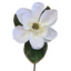 Magnolia Stem with 3 Leaves 74CM White
