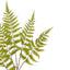 Greenspray Fern Stem 105cm