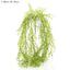 Grass Vine Hanging 75cm (Set of 12)