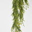 Hanging Amaranthus grass