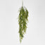 Hanging Amaranthus grass