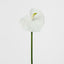 Anthurium Lily Real Touch White - Pack of 24