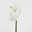 Anthurium Lily Real Touch White - Pack of 24