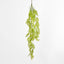 Hanging Fern Green
