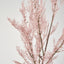 Pampas Grass Bush Pink