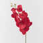 Red Phaelonopsis Orchid
