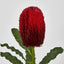 Banksia Stem Red - Pack of 12