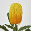 Yellow Gold Banksia Stem