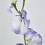 Sweetpea Light Purple - Pack of 36