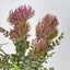 Thistle Bush x 5 Dark Pink - Pack of 12