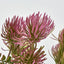 Thistle Bush x 5 Dark Pink - Pack of 12