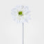 Gerbera Stem White - Pack of 12