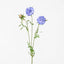 Scabiosa Stem Blue - Pack of 12