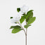 Magnolia Stem White